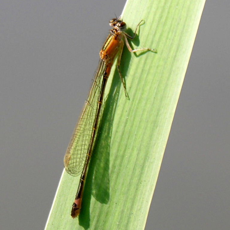 Blue-tailed Damselfly female orange