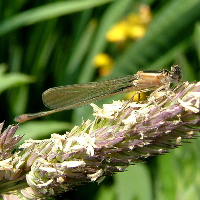 Blue-tailed Damselfly female pink
