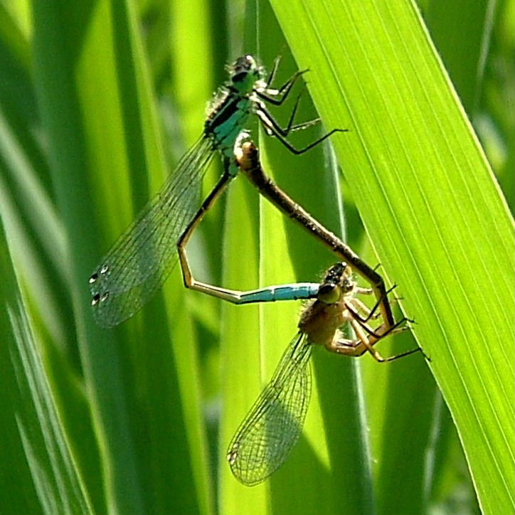 Blue-tailed Damselfly pair infuscans-obsoleta