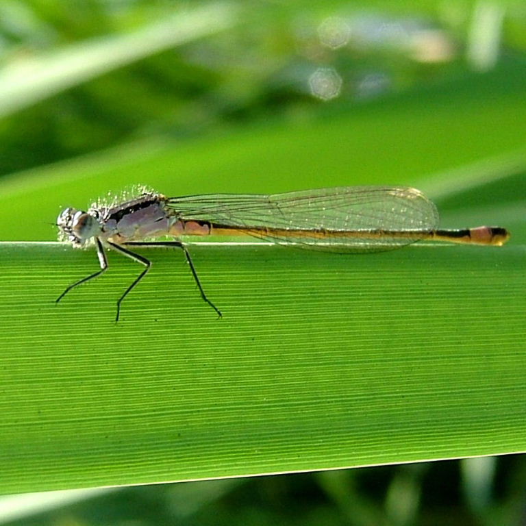 Blue-tailed Damselfly female pink