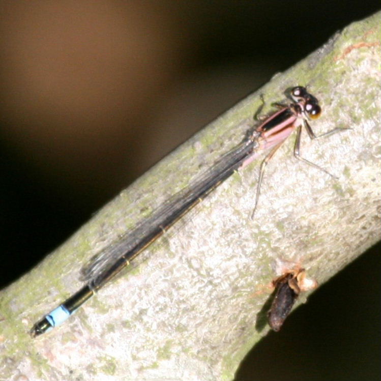 Blue-tailed Damselfly female pink