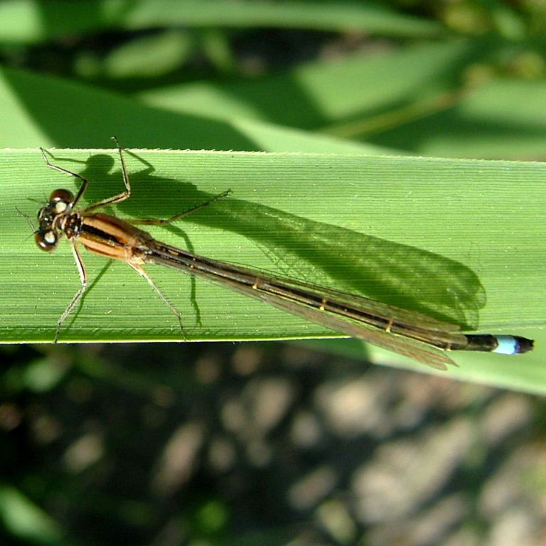 Blue-tailed Damselfly female pink