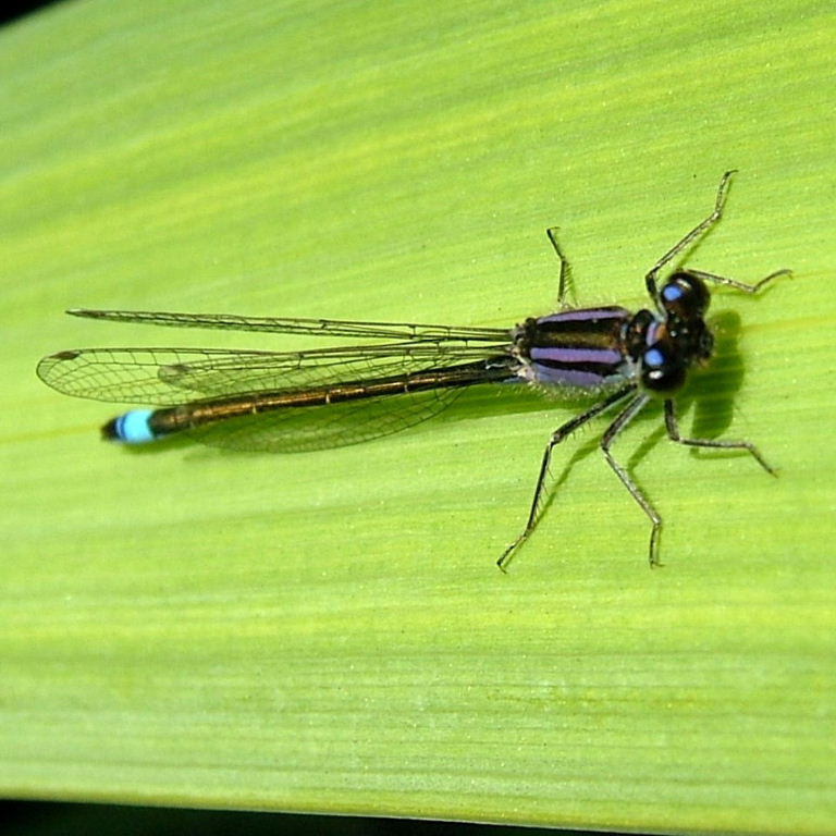 Blue-tailed Damselfly violet