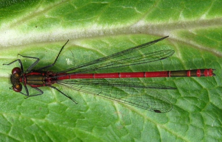 Large Red Damselfly