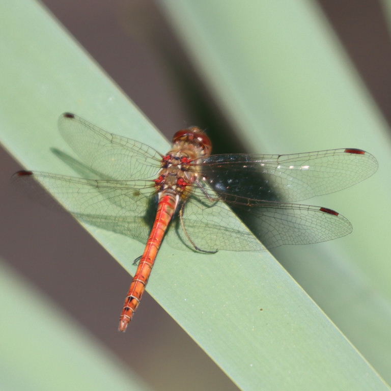 Common Darter Dragonfly male