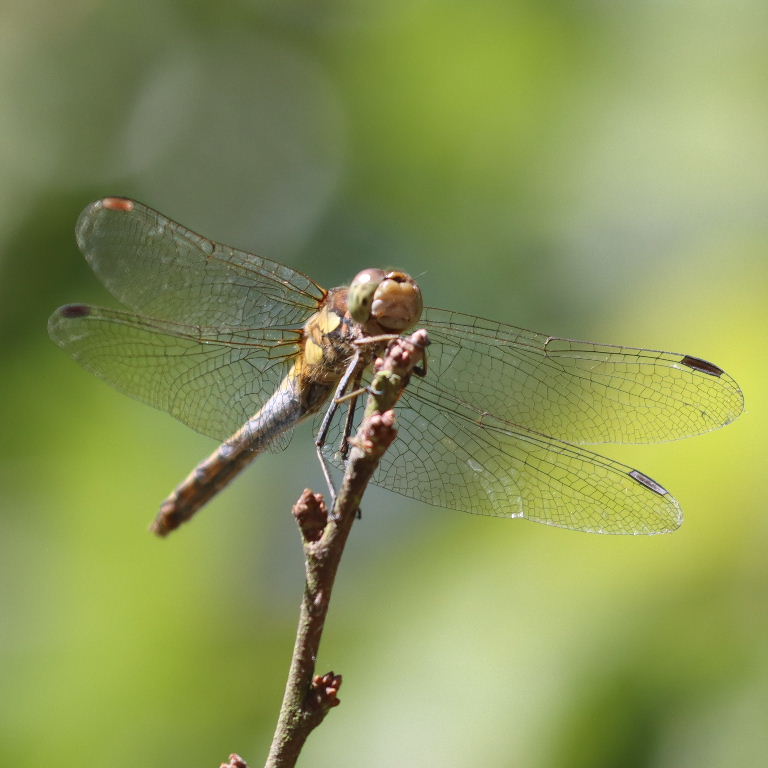 Common Darter Dragonfly female