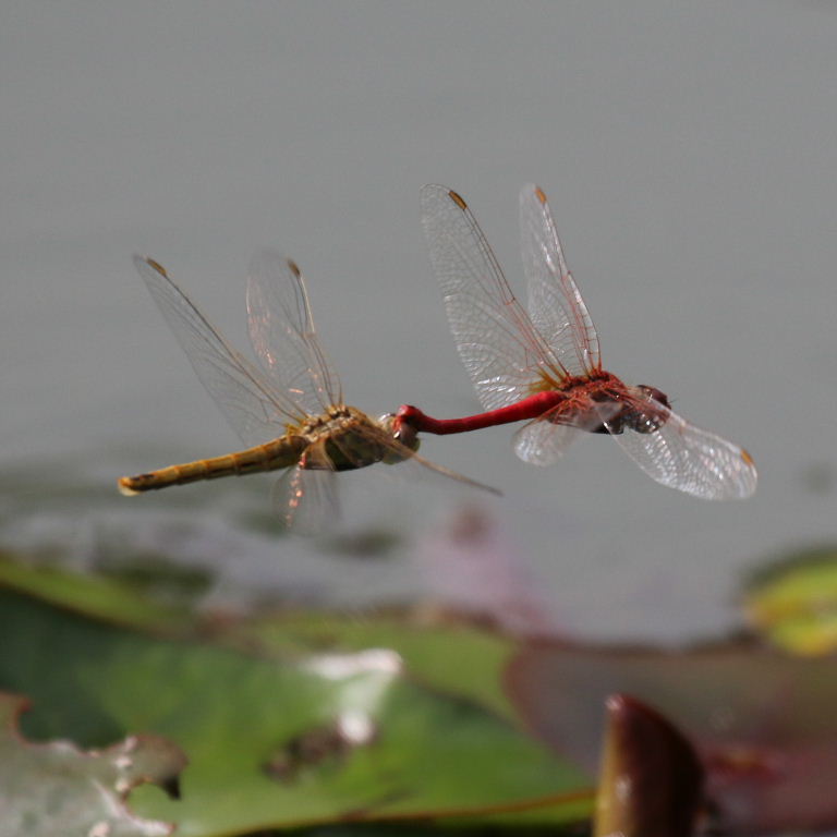 Red-veined Darter Dragonflies coupled in tandem