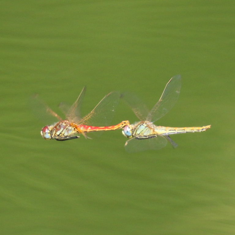 Red-veined Darter Dragonflies coupled in tandem