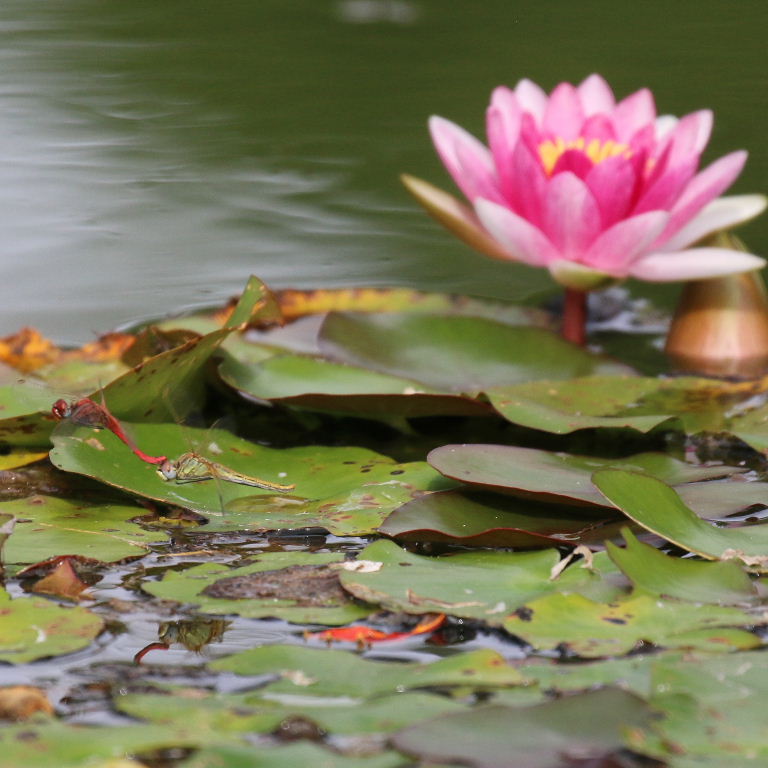 Red-veined Darter Dragonflies coupled in tandem