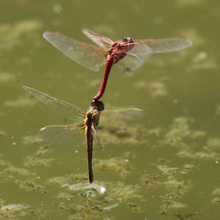 Red-veined Darter Dragonflies coupled in tandem
