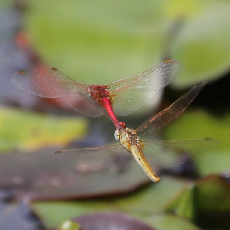 Red-veined Darter Dragonflies coupled in tandem