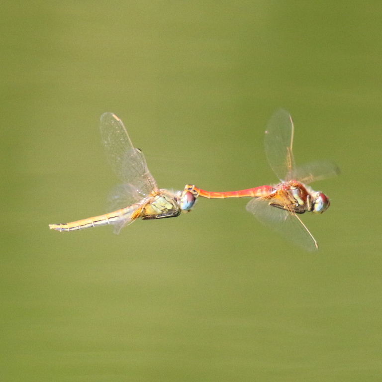 Red-veined Darter Dragonflies coupled in tandem