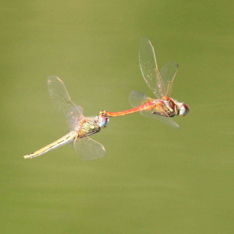Red-veined Darter Dragonflies coupled in tandem
