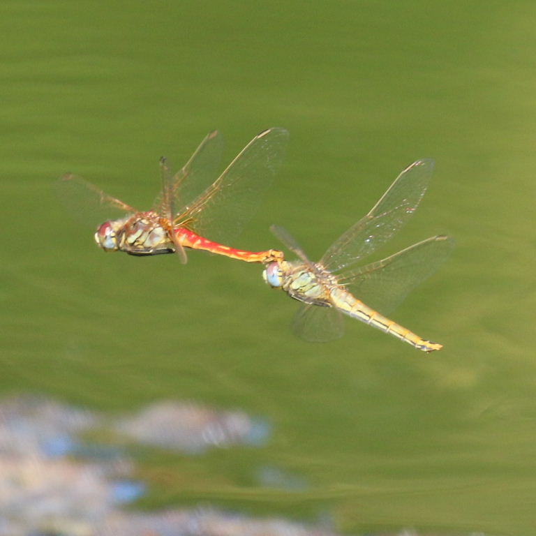 Red-veined Darter Dragonflies coupled in tandem