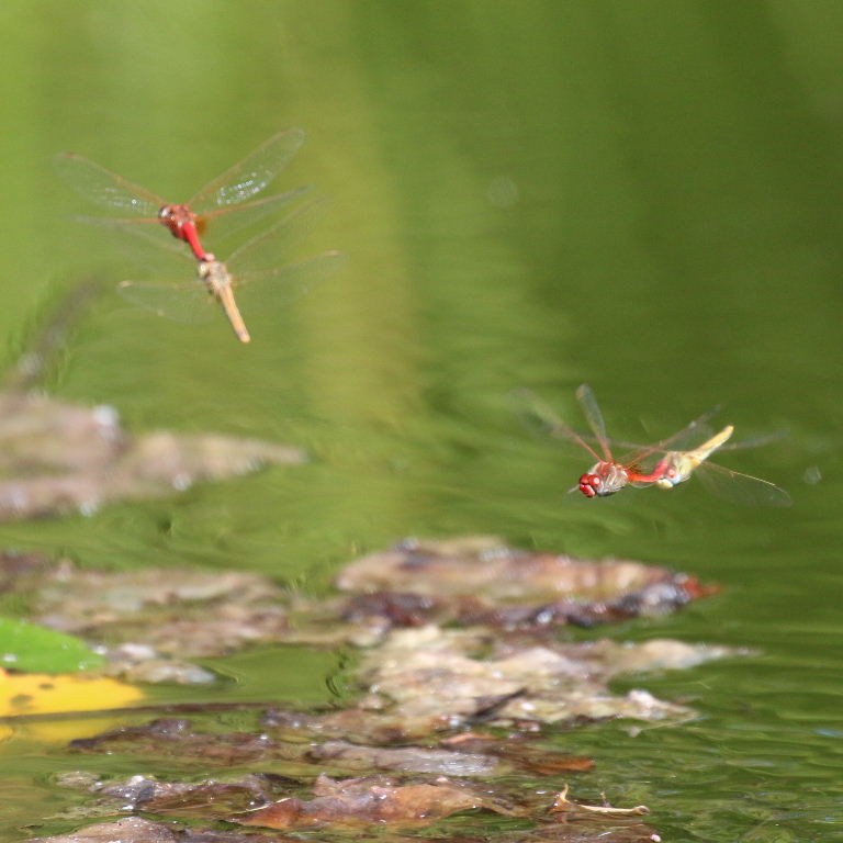 Red-veined Darter Dragonflies coupled in tandem