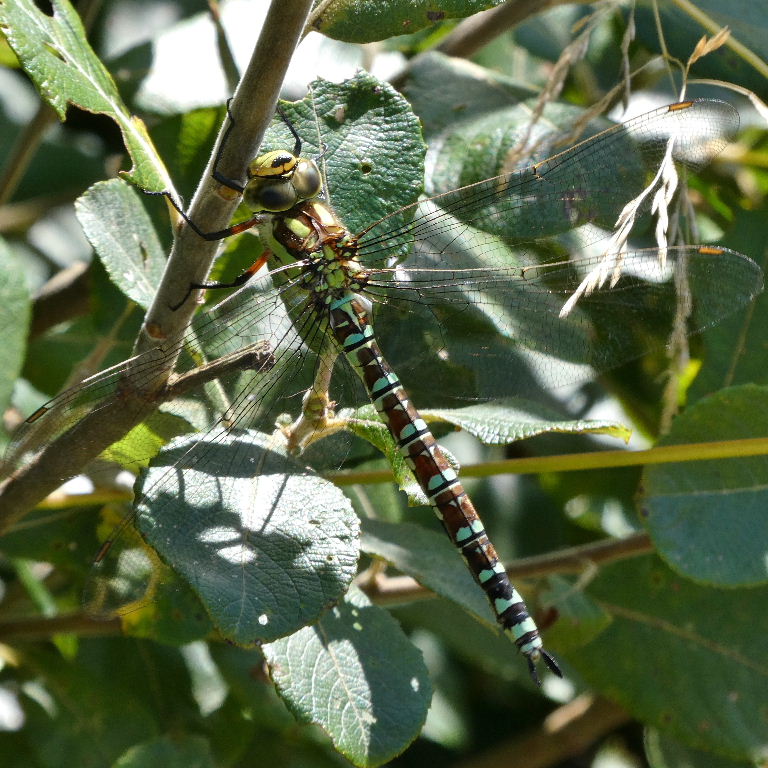Southern Hawker Dragonfly female