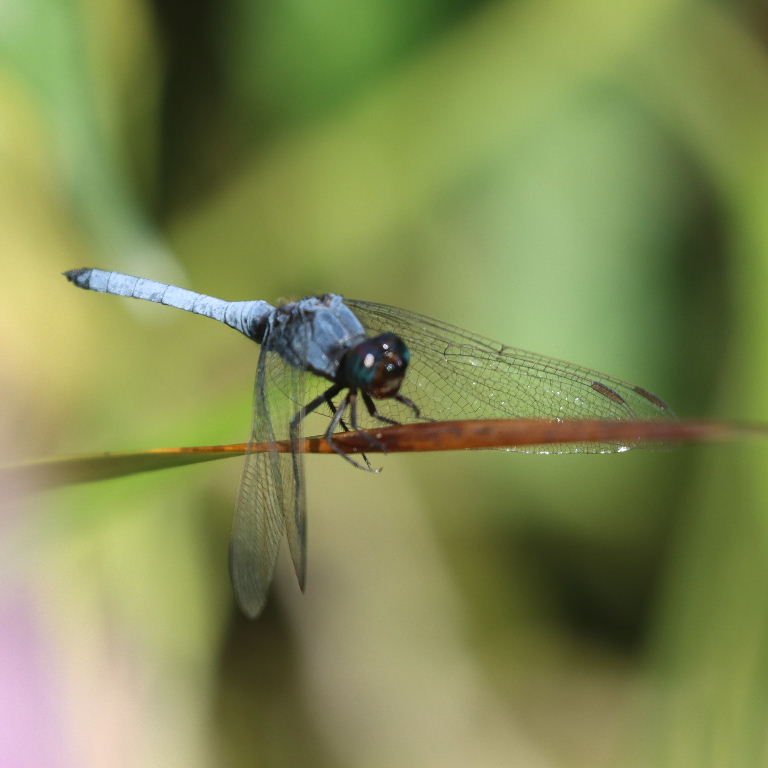 Blue Skimmer male
