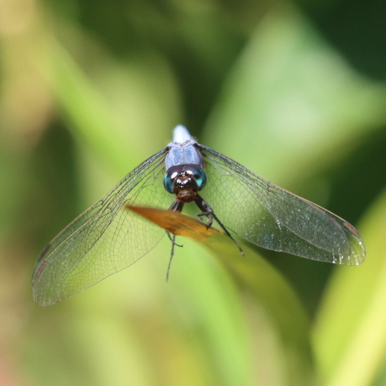 Blue Skimmer