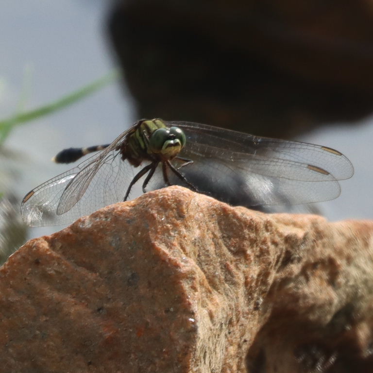 Variegated Green Skimmer