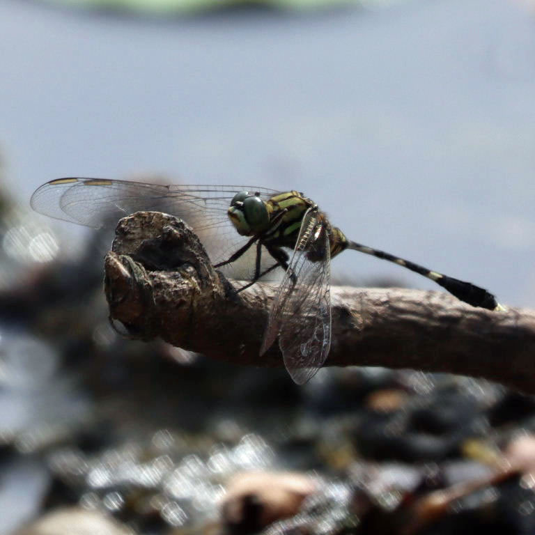 Variegated Green Skimmer