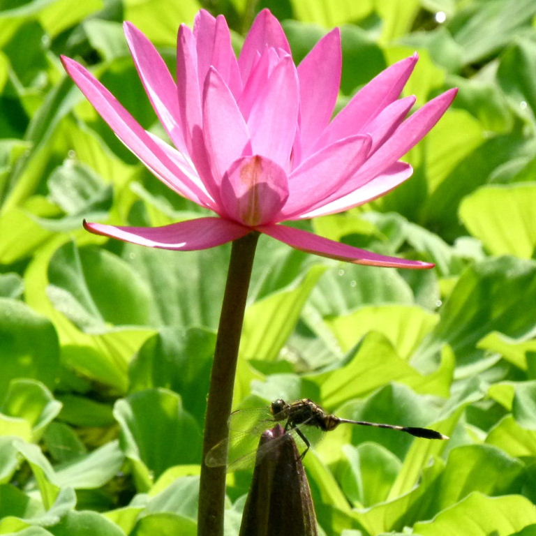 Variegated Green Skimmer