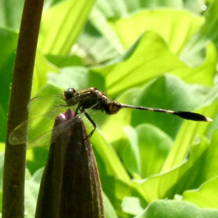 Variegated Green Skimmer