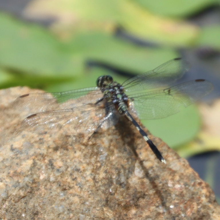 Variegated Green Skimmer