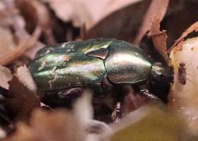 Copper Chafer
