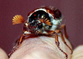 Cockchafer