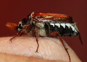 Cockchafer