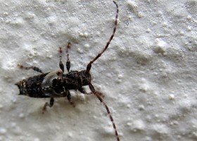 Lesser Thorn-tipped Longhorn Beetle
