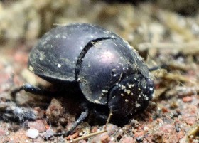 Plum Dung Beetle