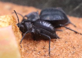 Darkling Beetle Tenebrionid