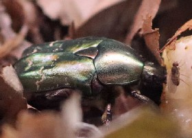 Copper Chafer