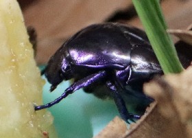 Violet/Amethyst Chafer