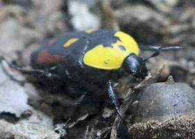Somali Fruit Beetle