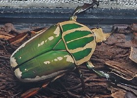 Giant Flower mecynorhina ugandensis male