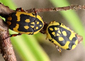 Fruit Beetle Pachnoda fissipuncta