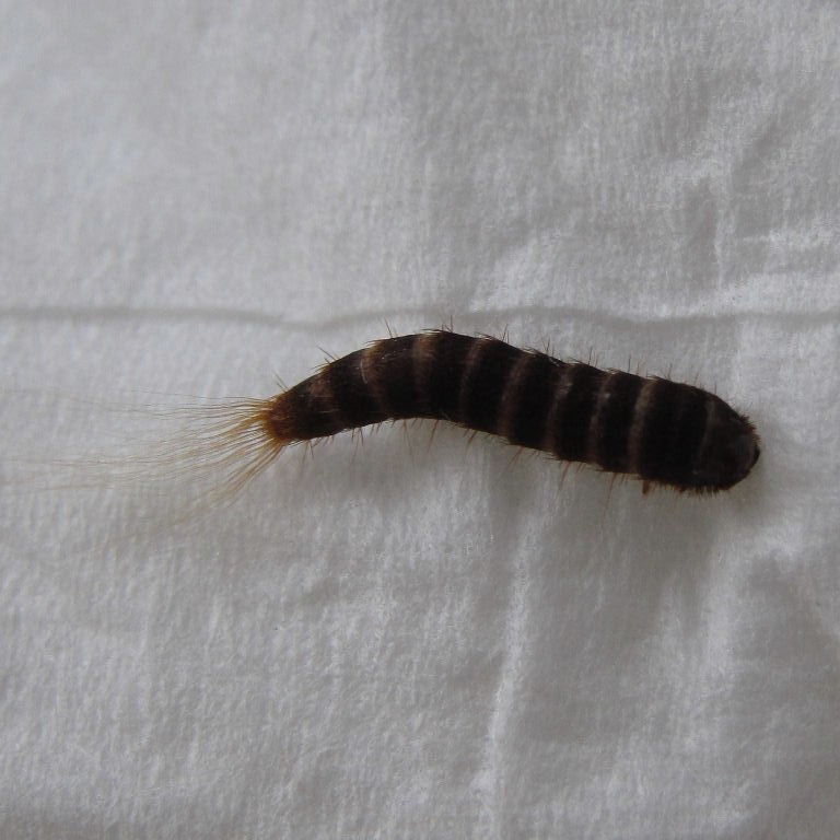 Two-spotted Carpet Beetle larva