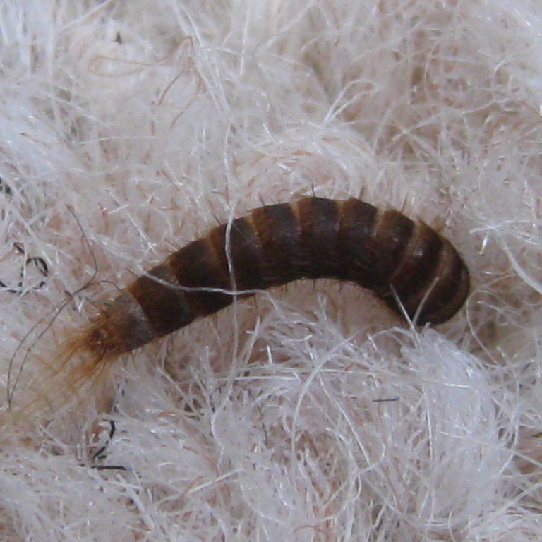Two-spotted Carpet Beetle larva
