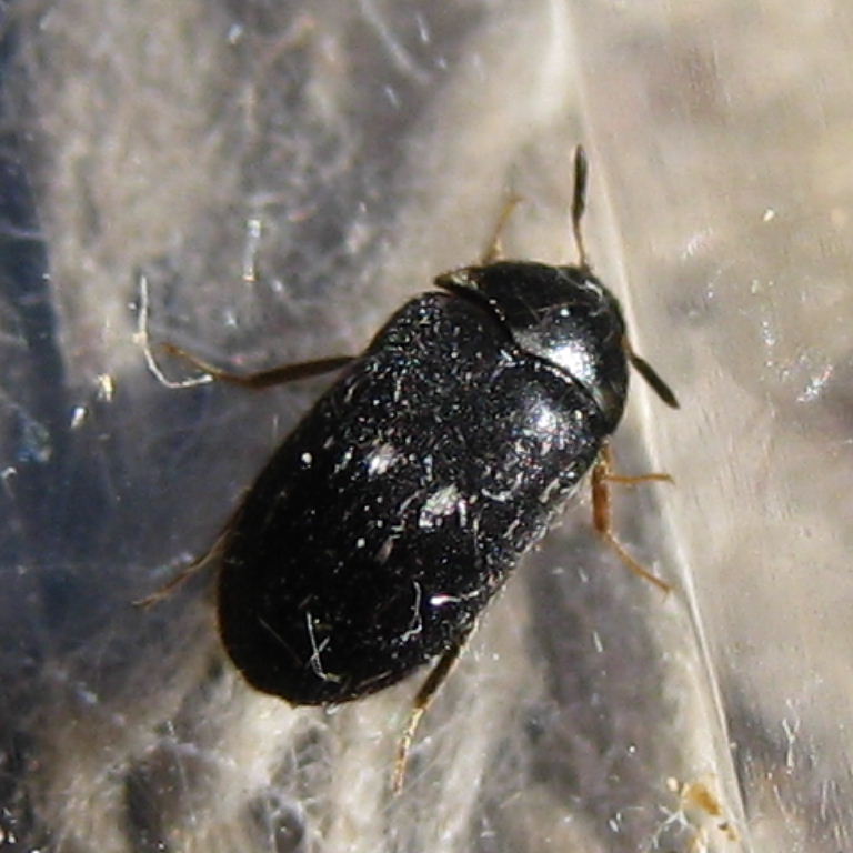 Two-spotted Carpet Beetle