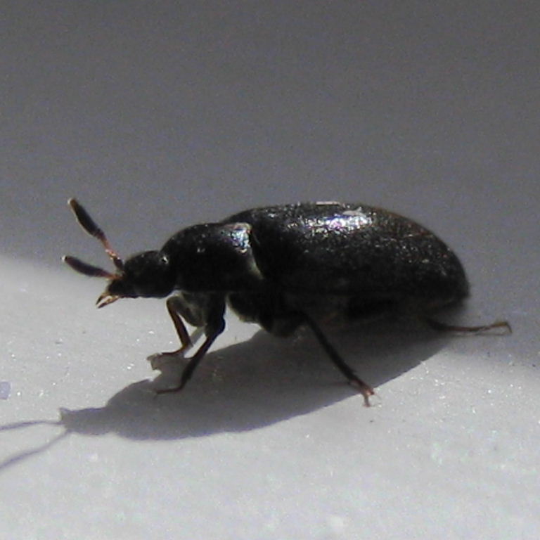 Two-spotted Carpet Beetle