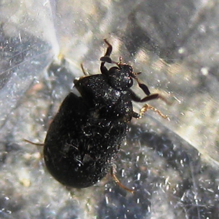 Two-spotted Carpet Beetle