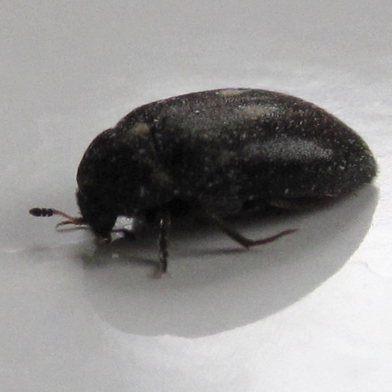 Fur Beetle