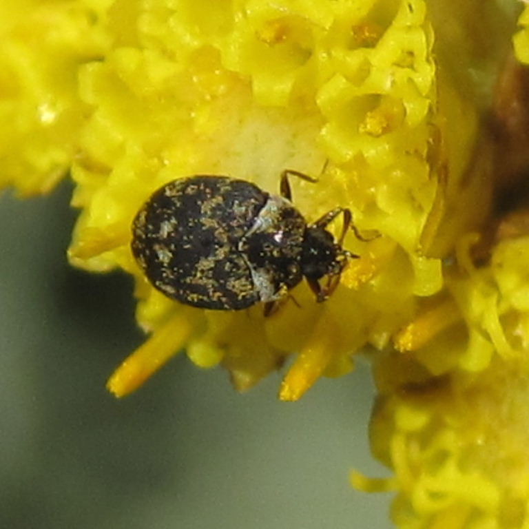 Fuscus Carpet Beetle