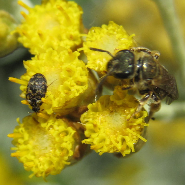 Fuscus Carpet Beetle