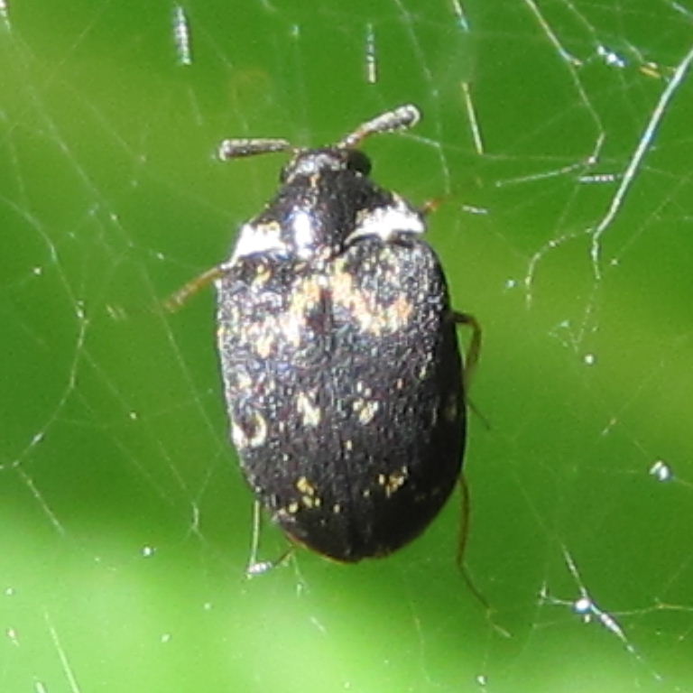 Fuscus Carpet Beetle