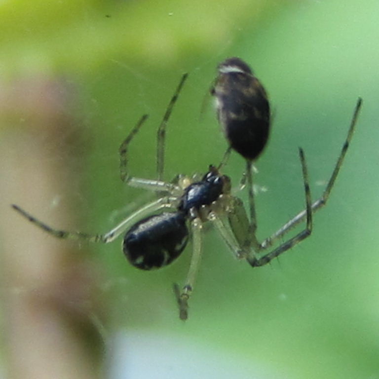 Fuscus Carpet Beetle