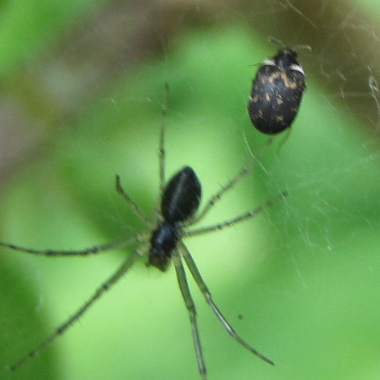 Fuscus Carpet Beetle