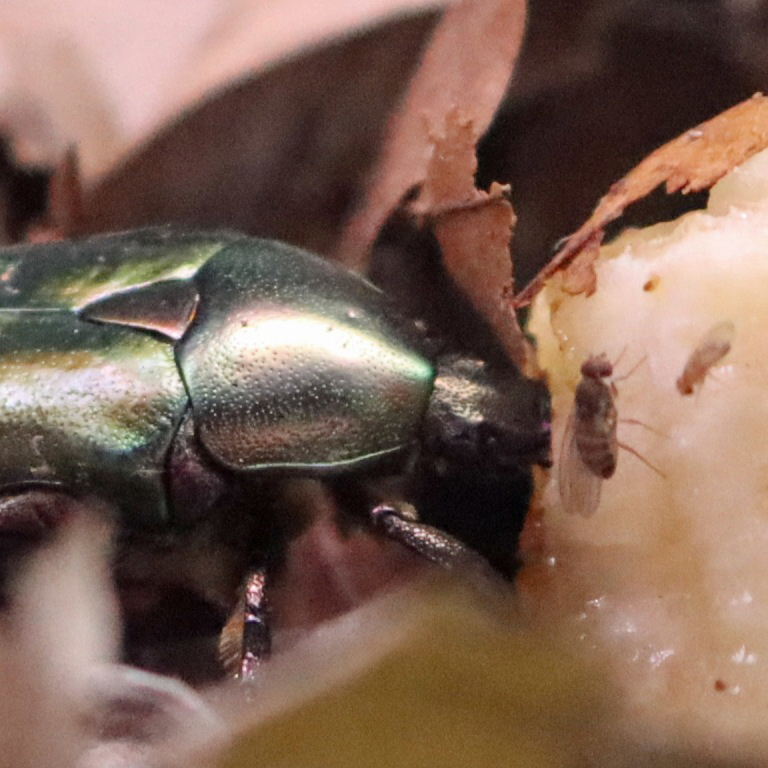 Copper Chafer with fruit flies